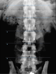 small animal X-ray