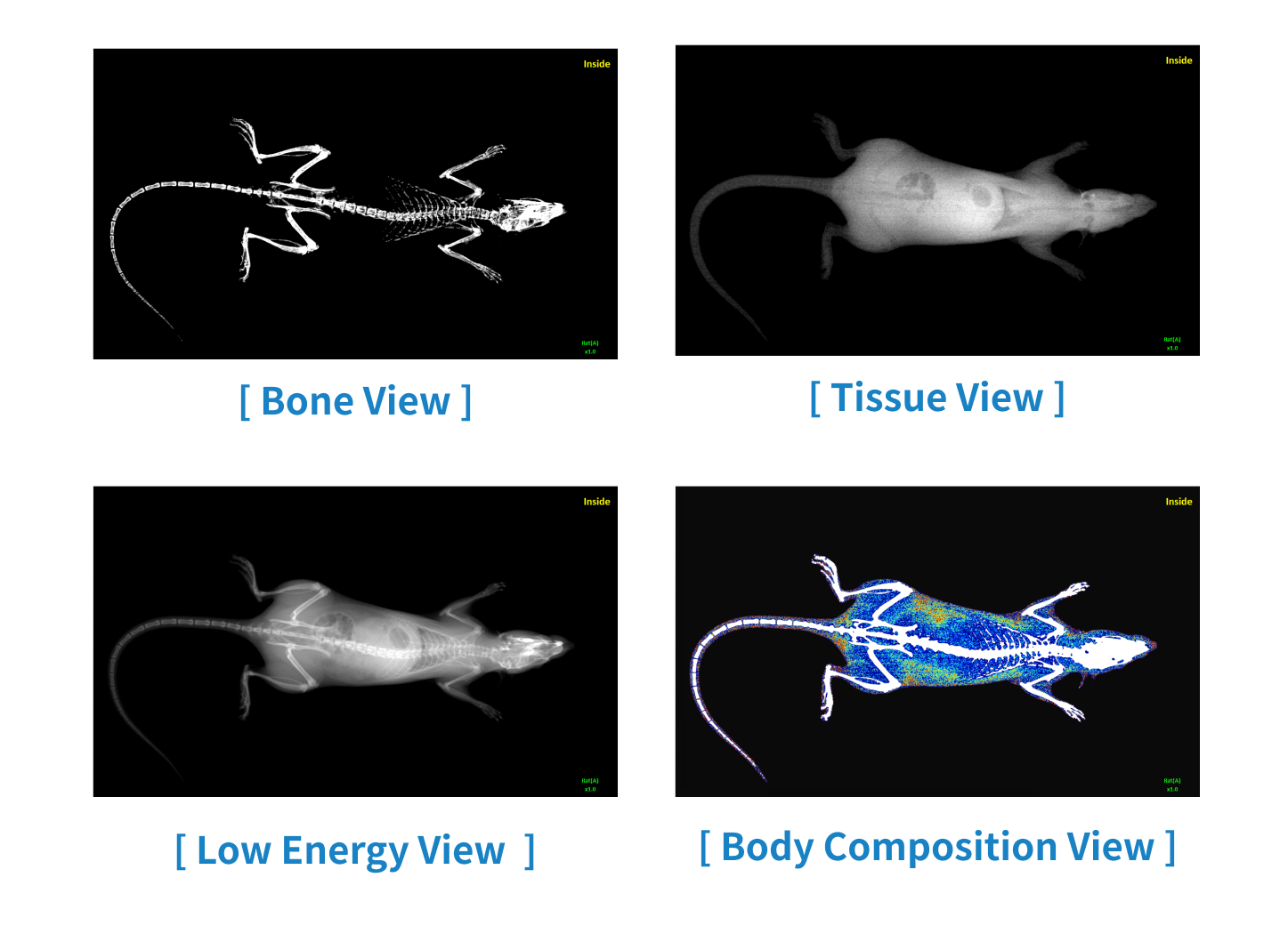Bone, tissue, low energy, body composition analysis through small animal X-ray