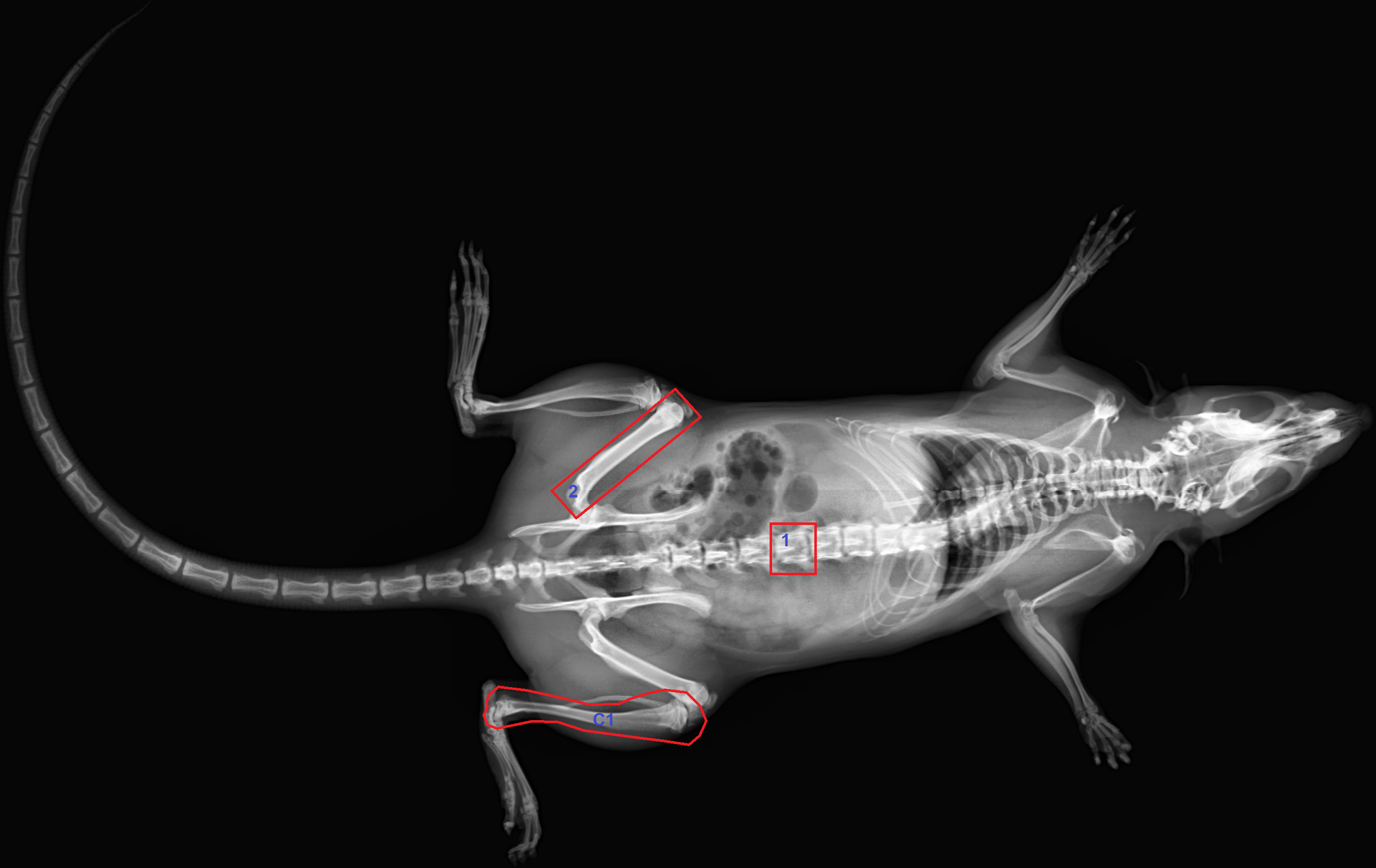 ROI function for small animal X-ray